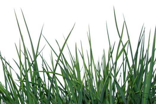 Young green grass isolated on the white background