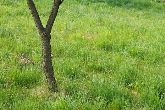 Forky trunk of a cherry tree among spring meadow in sunny weather