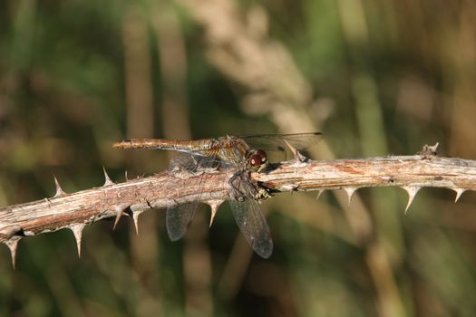 Ruddy Darter (Sympetrum sanguineum) - female on a branch