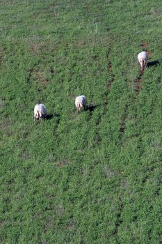 Sheep Grazing in a Green Meadow
