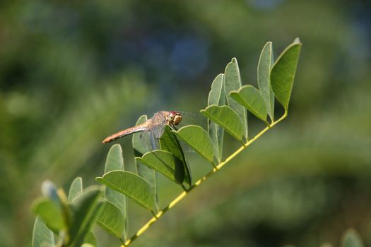 Ruddy Darter (Sympetrum sanguineum) - female on a branch