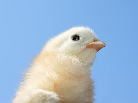 Small light yellow chicken on a background of blue sky