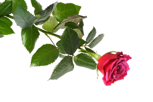 Beautiful red rose, photo on the white background 