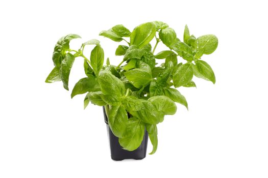 Fresh basil in the flower-pot photo on the white background