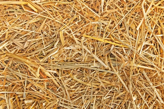 The texture of dry wheat yellow straw 