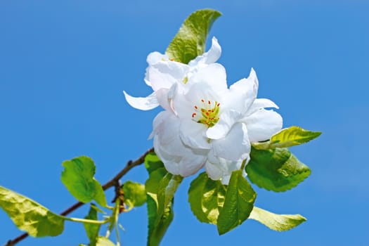 Flower of apple trees on the background of blue sky