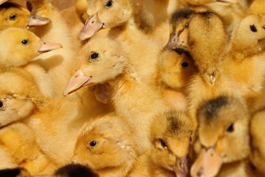 A lot of small yellow ducklings domestic