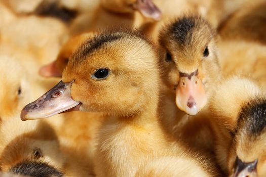 Portrait of small domestic duckling against the background of the flock