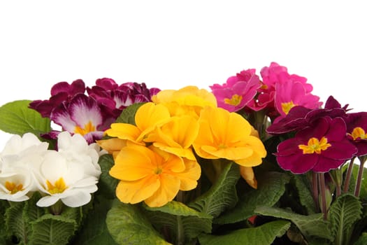 colourful primroses' large group, spring flower