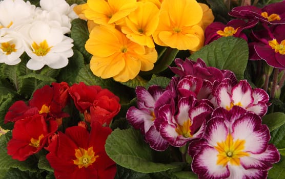 colourful primroses' large group, spring flower