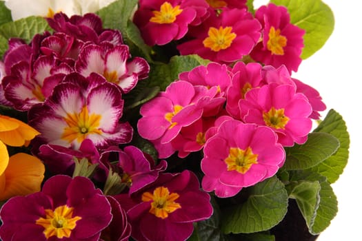 colourful primroses' large group spring flower