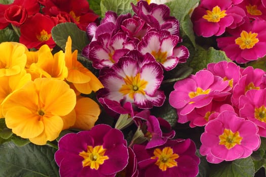 colourful primroses' large group, spring flower