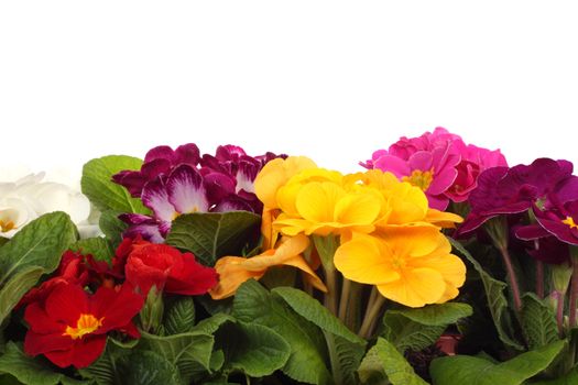 colourful primroses' large group spring flower