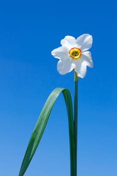 Narcissus flower on a background of  blue sky