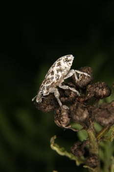 Weevil (Curculio) on a plant