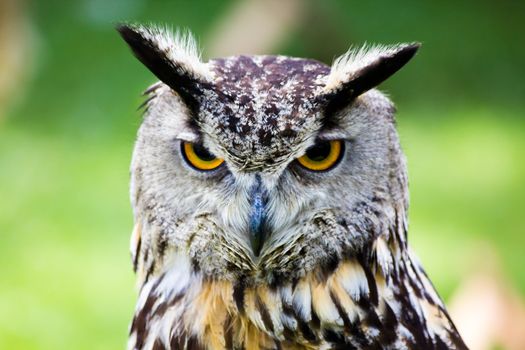 An eagle owl with yellow - orange eyes.