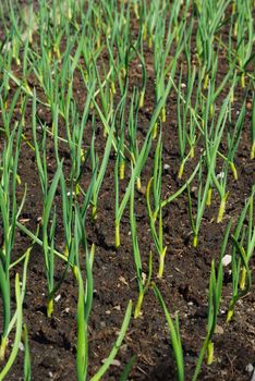 Rows of garlic plants seedlings in spring garden bed