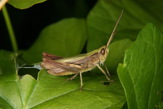 Field grasshopper (Chorthippus apricarius) - females on a plant
