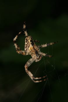 European garden spider (Araneus diadematus) in their Net