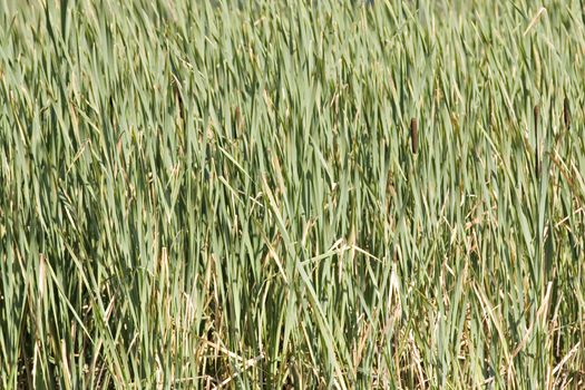 Beautiful naturally grown green reeds in the lake