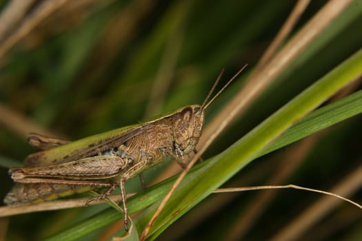 Field grasshopper (Chorthippus apricarius) on a leaf 