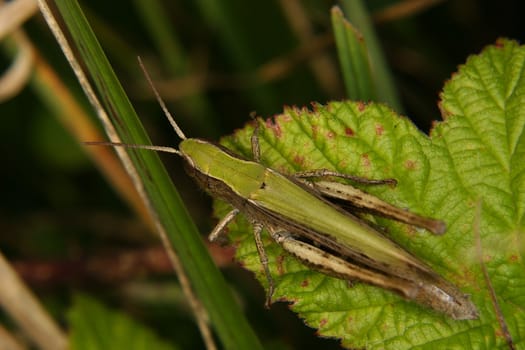 Field grasshopper (Chorthippus apricarius) e on a leaf 