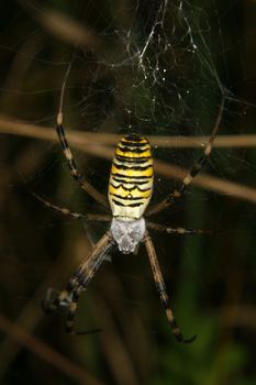 Wasp spider (Argiope bruennichi) in their Net