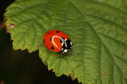 Ladybird beetle (Coccinella septempunctata) on a fly to eat on a sheet