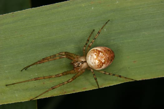 Goldenrod crab spider (Misumena vatia) - Female on a leaf