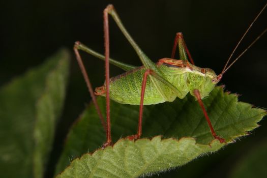 Male of a speckled bush-cricket (Leptophyes punctatissima)