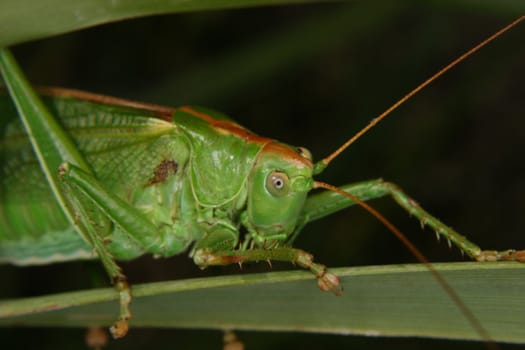 Large green grasshopper (Tettigonia viridissima) - female on a leaf - Portrait
