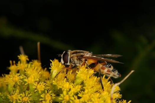 Marmalade hoverfly (Episyrphus balteatus) on a flower