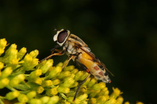 Marmalade hoverfly (Episyrphus balteatus) on a flower