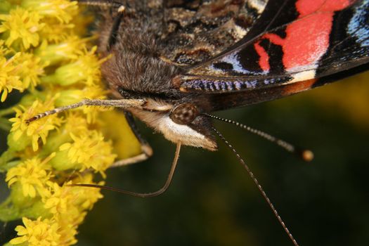 Red Admiral (Vanessa atalanta) on a flower - Portrait