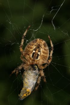 European garden spider (Araneus diadematus)when eating their prey  in their Net