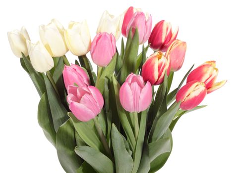 bouquet of fresh tulips on the white background