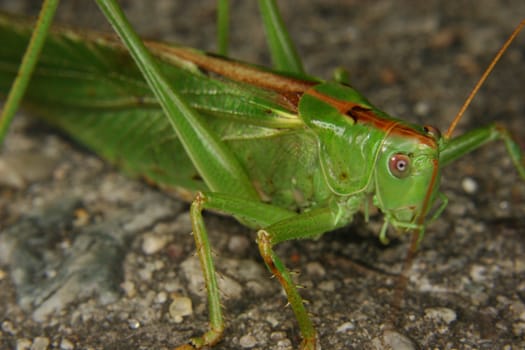 A female Large green grasshopper (Tettigonia viridissima)