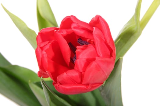 Red tulip, photo on the white background 