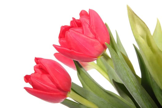 Red tulip, photo on the white background