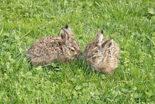 two little hares on the green grass