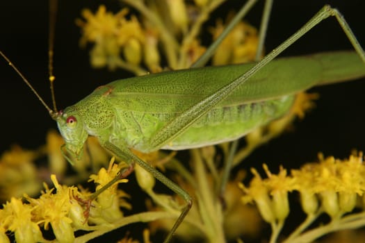 Bush cricket (Phaneroptera falcata) on a flower