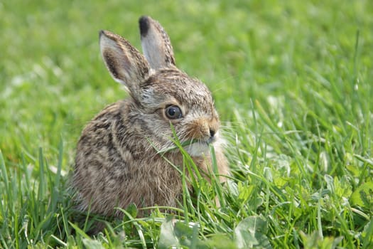  Small little hare sitting in the green grass 