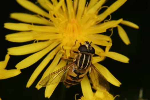 European hoverfly (Helophilus trivittatus) on a flower