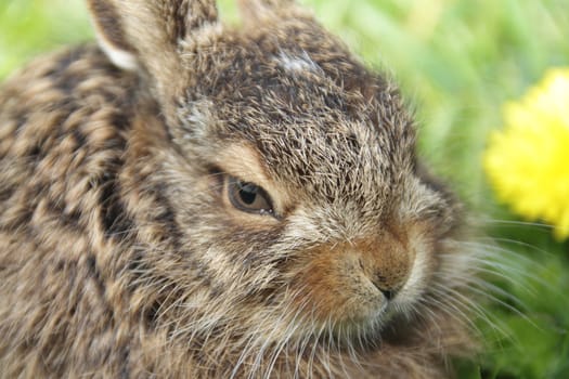 Little hare portrait, shot macro shallow depth of field