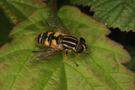 European hoverfly (Helophilus trivittatus) on a leaf