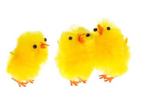  yellow chicklings, photo on the white background