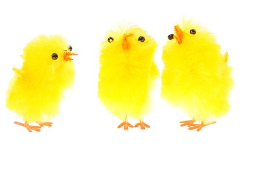 yellow chicklings, photo on the white background