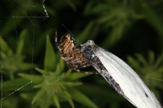 European garden spider (Araneus diadematus) when eating theire prey