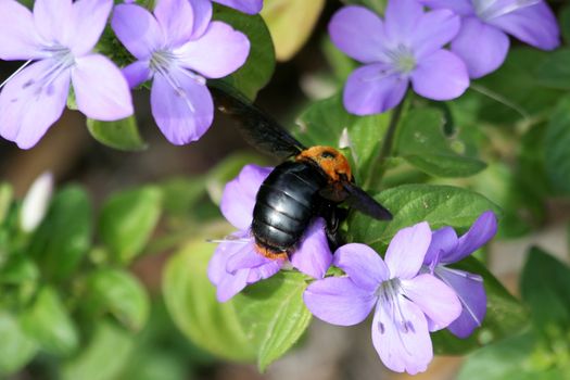 Large bee collecting pollen from mauve flowers