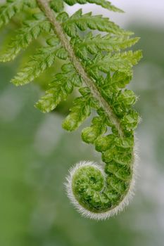 Delicate new fern frond with intricate detail uncurling